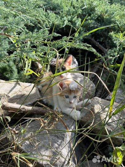 Котята бесплатно