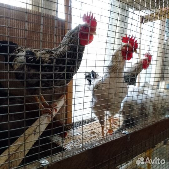 Петухи