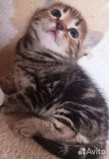 Котята шотландцы