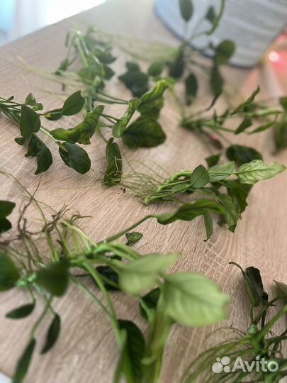 Аквариумные растения