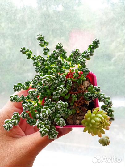 Суккуленты коллекционные