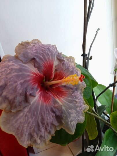 Сортовые гибискусы