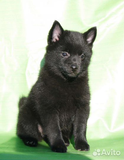 Схипперке (шипперке)