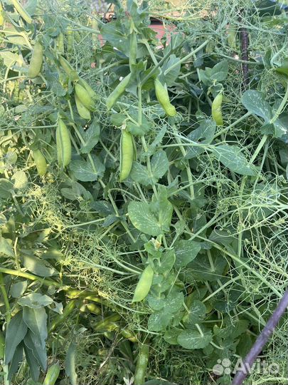 Горох свежий и бобы