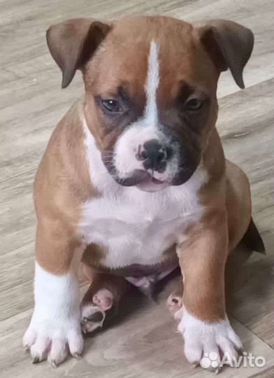 Американский булли покет