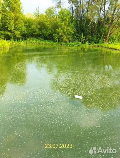 Хлорелла для пруда и растений 5 литров