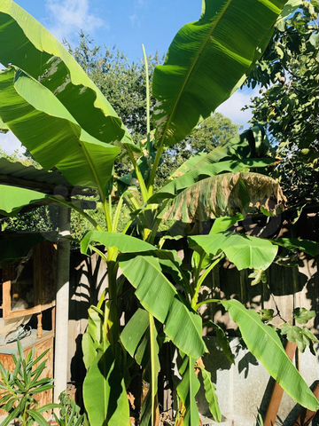 Участок 11 сот. (ИЖС)