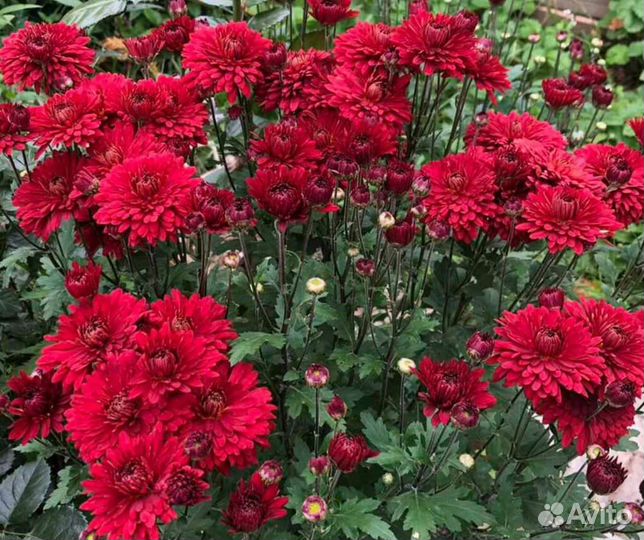 Хризантемы мультифлора