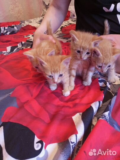 Отдам бесплатно животные