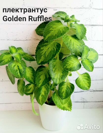 Колумнеи, Эсхинантусы укорененные