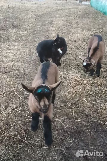 Обезроживание козлят