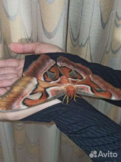 Бабочки тропические из мини-фермы