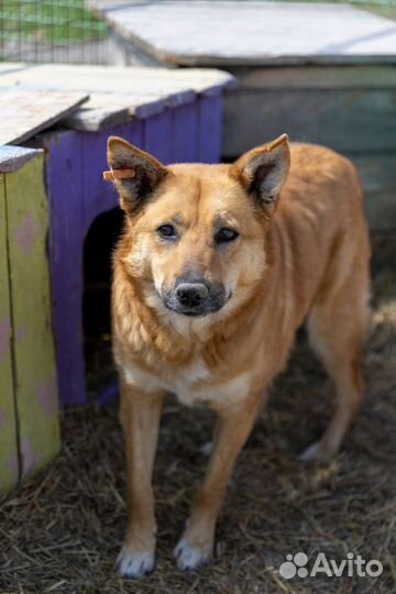 Собачка в добрые руки