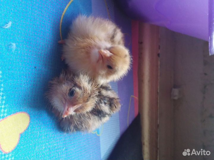 Цыплята Адлерской серебристой