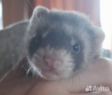 Хорек