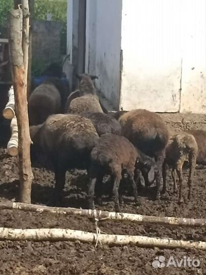 Овцы бараны эдельбай