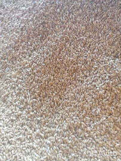 Ячмень, пшеница яровая