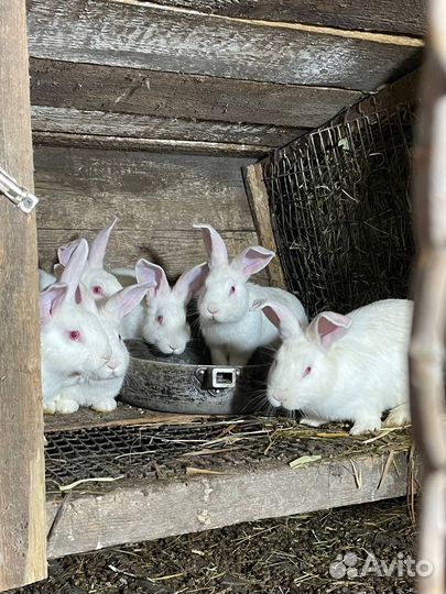 Кролики Белый Паннон