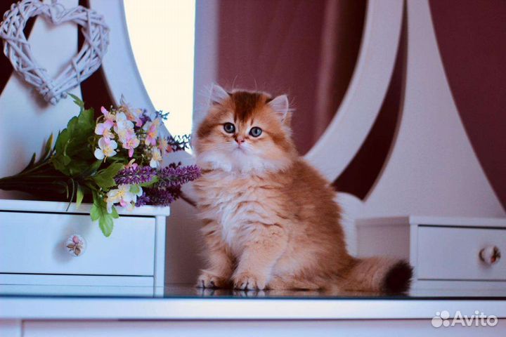 Британская кошка