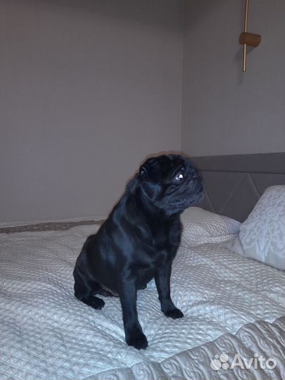 Ищем девочку для Мопса