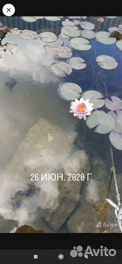 Нимфеи для пруда