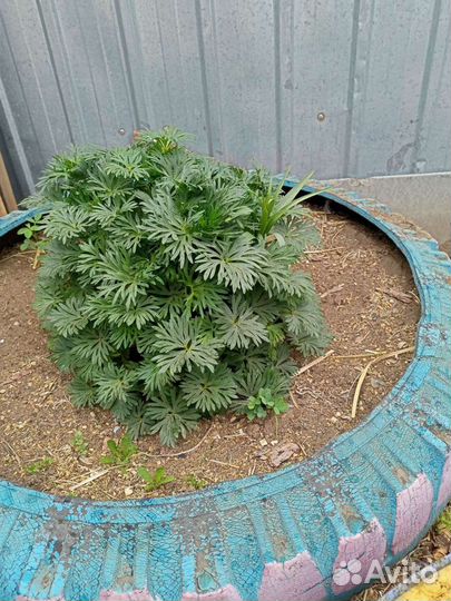 Рассада многолетних цветов