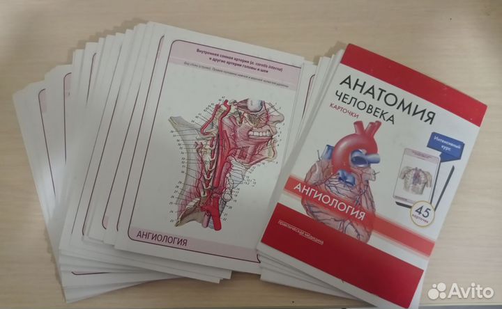 Анатомия Карточки Ангиология