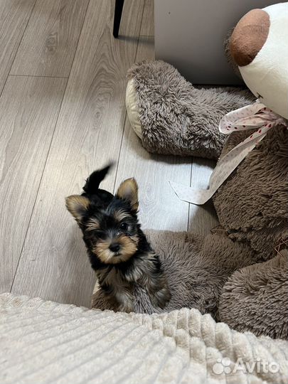 Йоркширский терьер