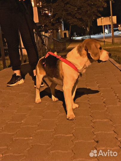 Бигль вязка