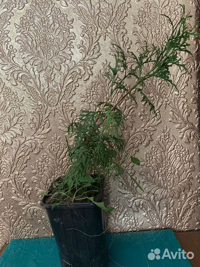 Туи брабант