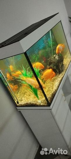 Рыбки классные крупные