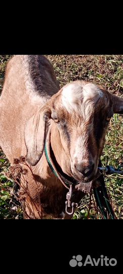 Нубийский козел