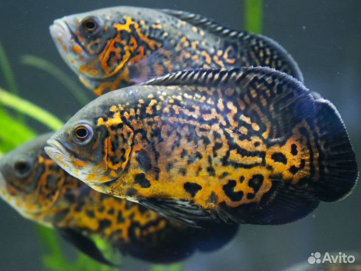 Аквариумные рыбки. Улитки.Раки.Креветки. Аксолотль