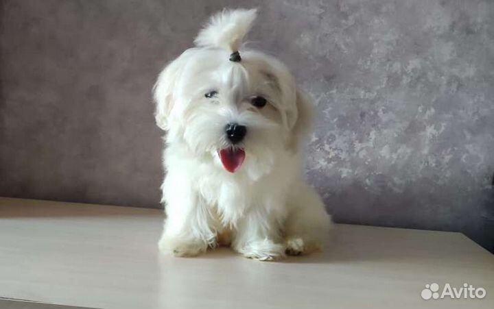 Мальтийская болонка (Мальтезе)