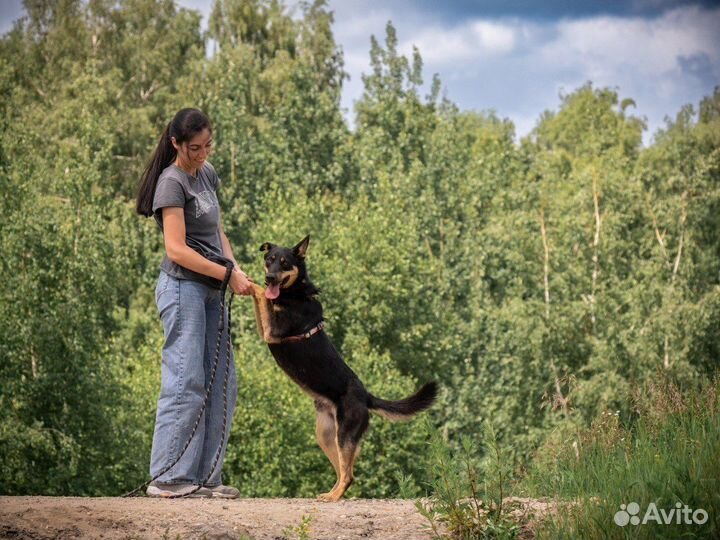 Красавец из приюта Ричард