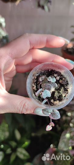 Церопегия вуда вариегатная