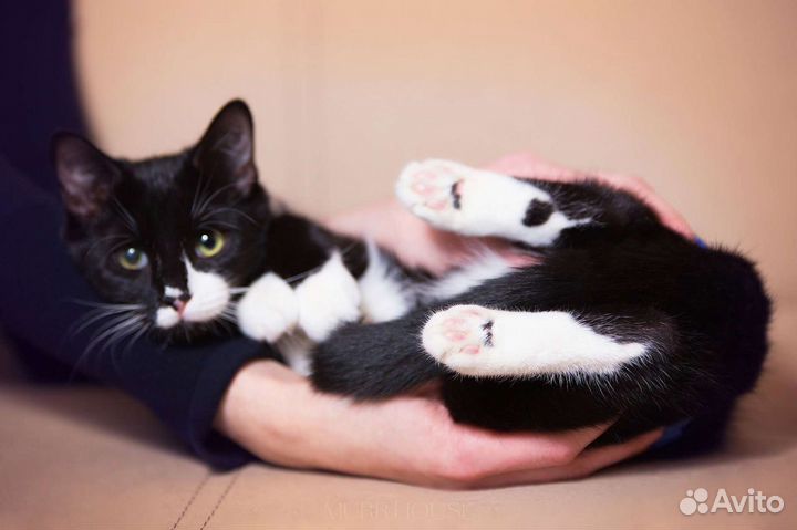 Очаровательная кошечка Мишелька в добрые руки