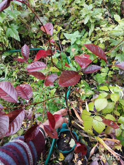 Черёмуха краснолистная