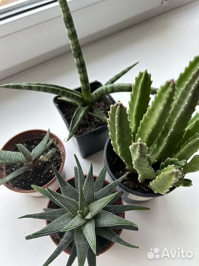 Суккуленты набором