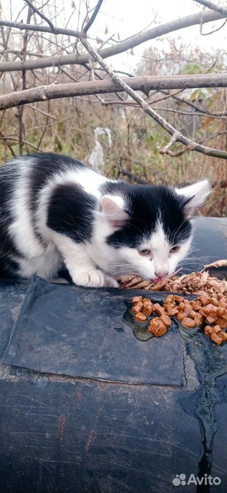 Котята