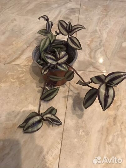 Традесканция