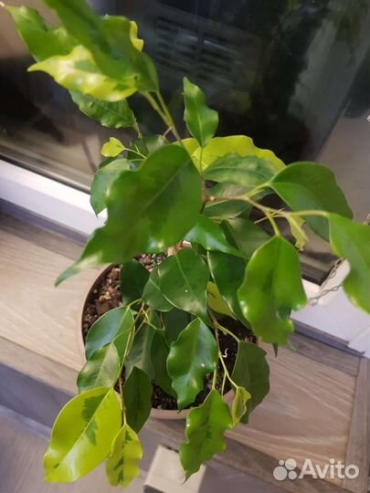 Фикусы денилайт, голден моник, де гантель