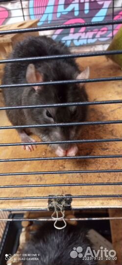 Крысы дамбо с клеткой