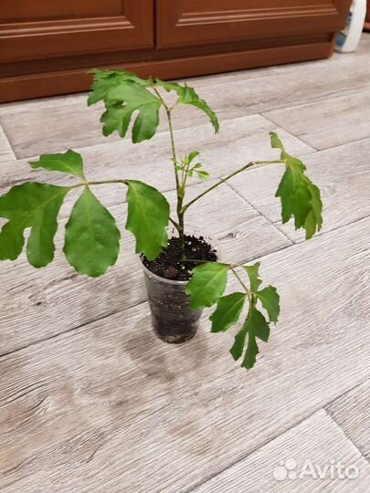 Полисциас Робл