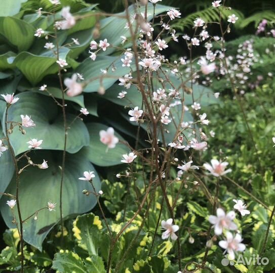 Вербейник, камнеломка, колокольчик, бадан
