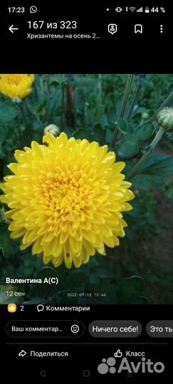 Хризантема