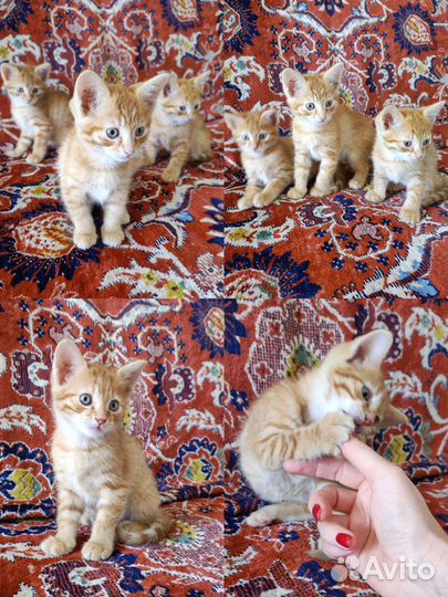 Котята в добрые руки, приучены к лотку