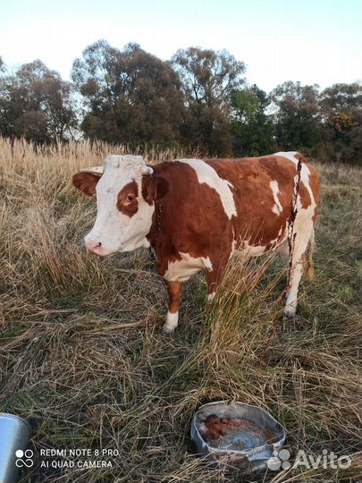 Продам телку