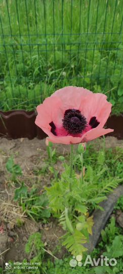 Медуница сахарная, Мак восточный, калина Бульдонеж