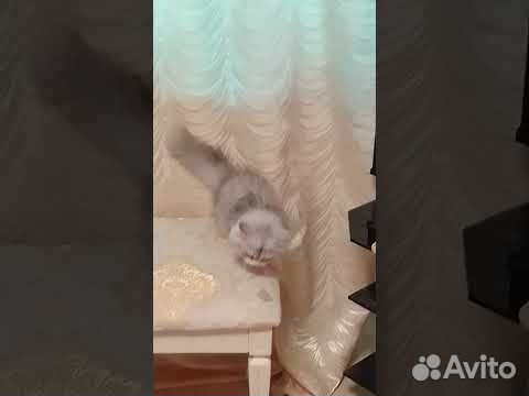 Коротколапый котёнок манчкин объявление продам